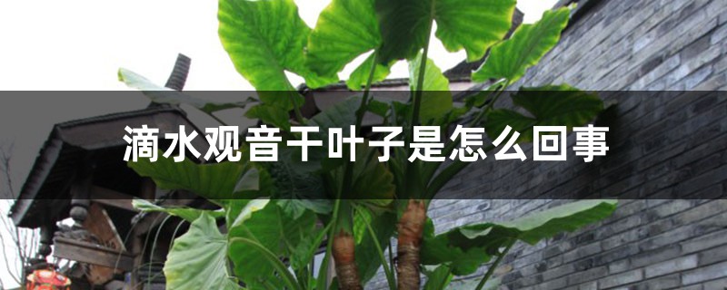 滴水观音干叶子是如何回事