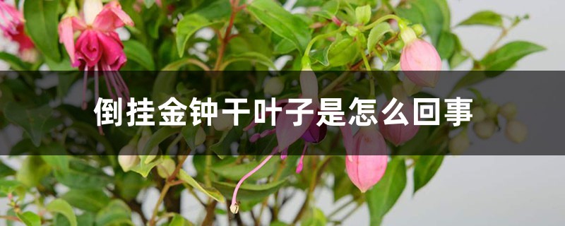 倒挂金钟干叶子是如何回事