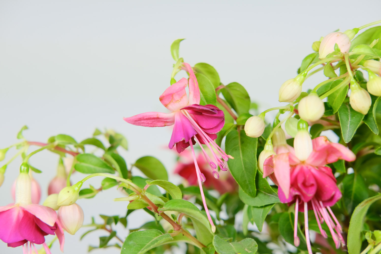 倒挂金钟干叶子是如何回事