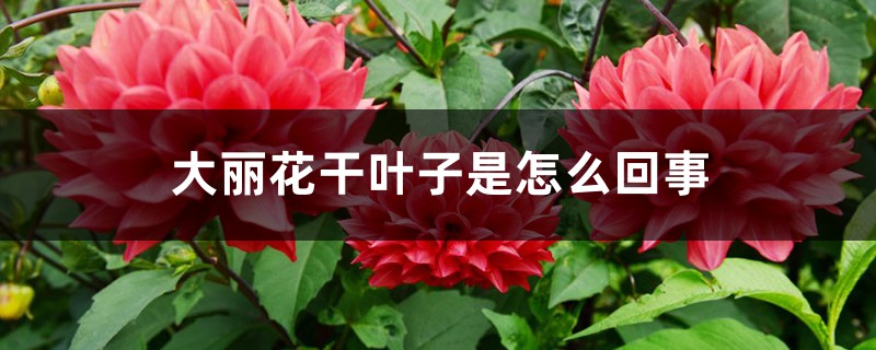 大丽花干叶子是如何回事