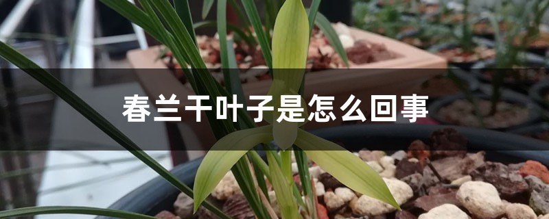 春兰干叶子是如何回事