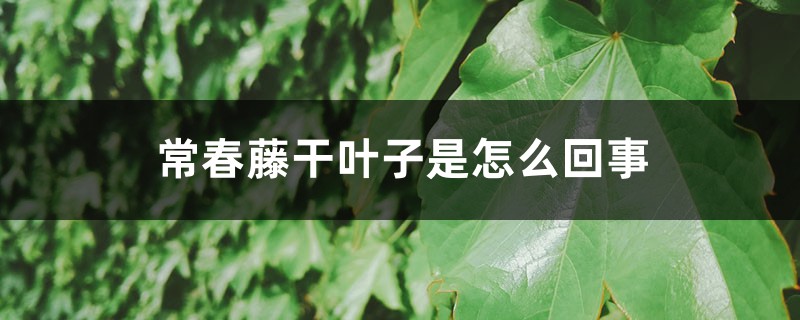 常春藤干叶子是如何回事