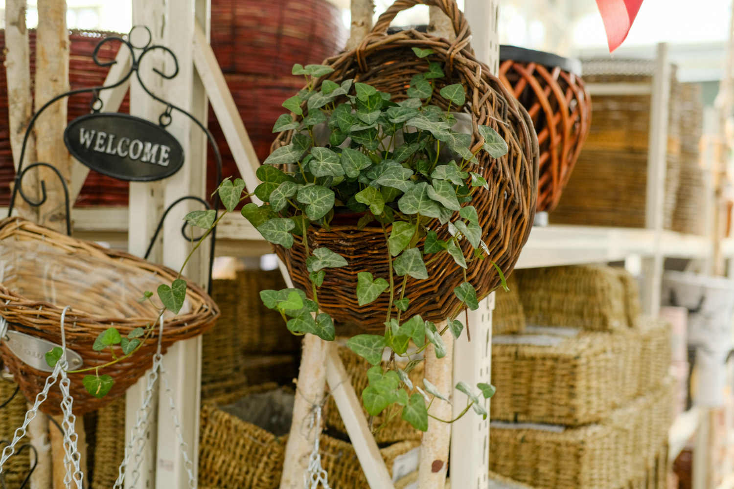 常春藤干叶子是如何回事