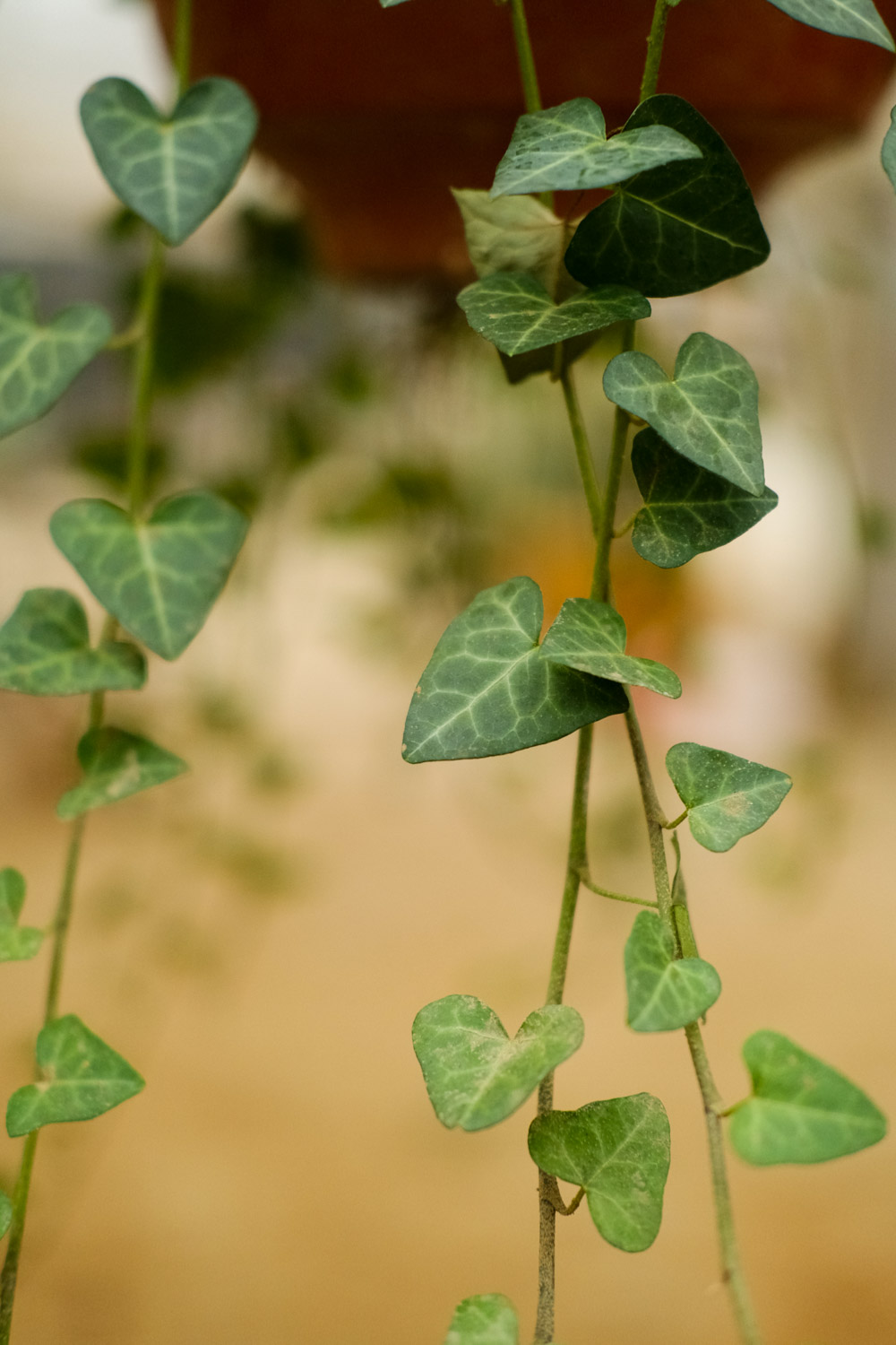 常春藤干叶子是如何回事