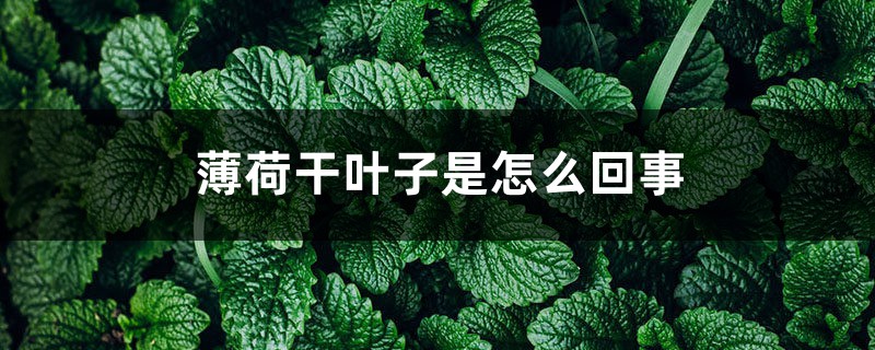 薄荷干叶子是如何回事
