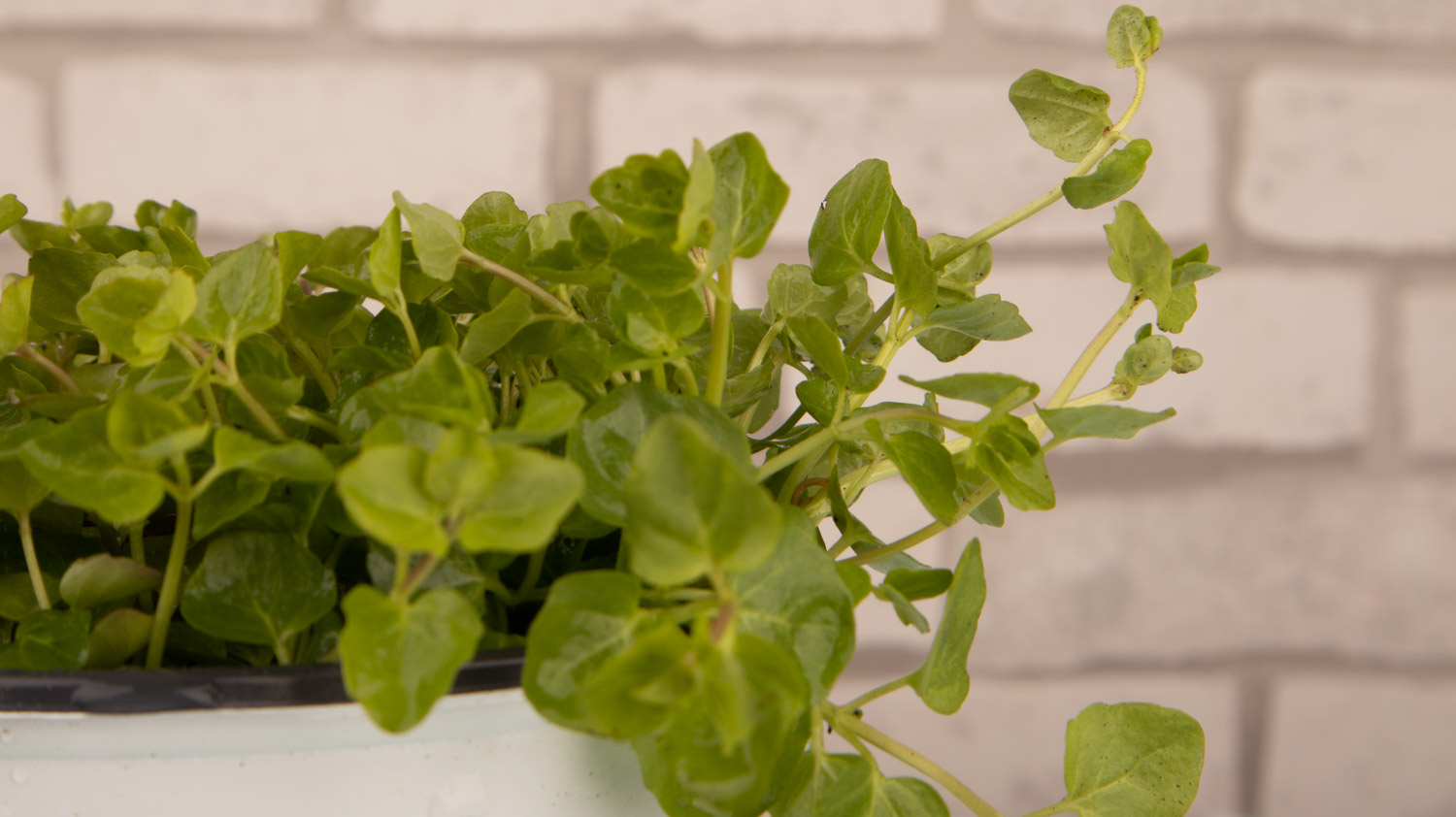 薄荷干叶子是如何回事