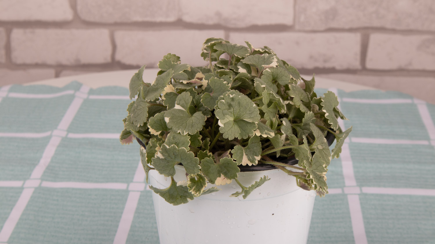 薄荷干叶子是如何回事