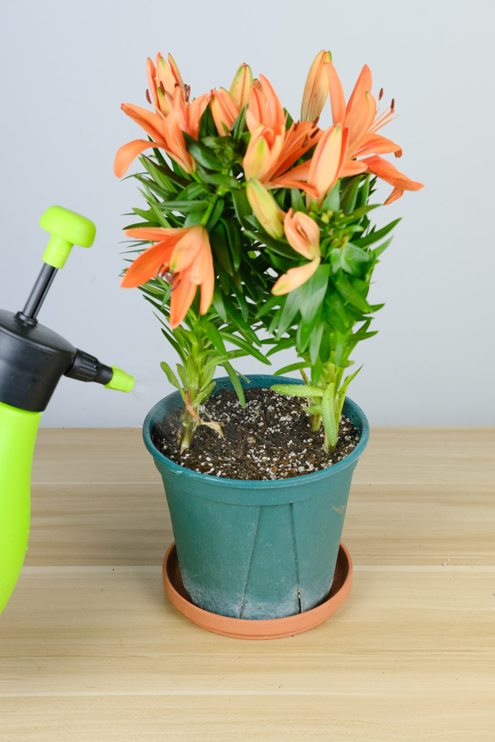 百合干叶子是如何回事