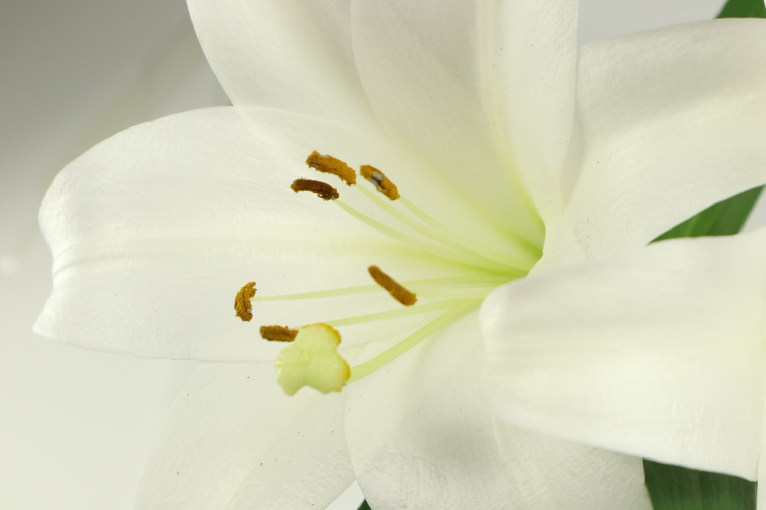 百合干叶子是如何回事