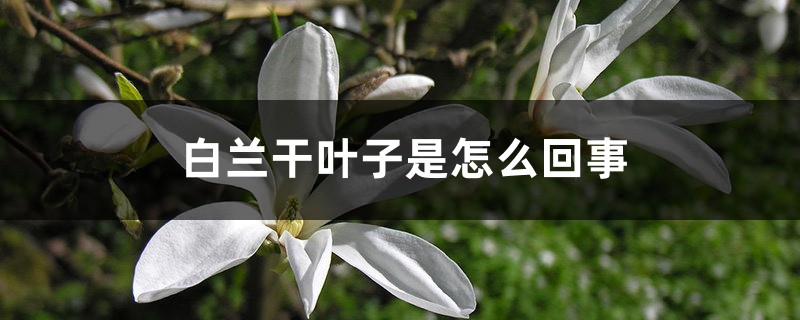 白兰干叶子是如何回事
