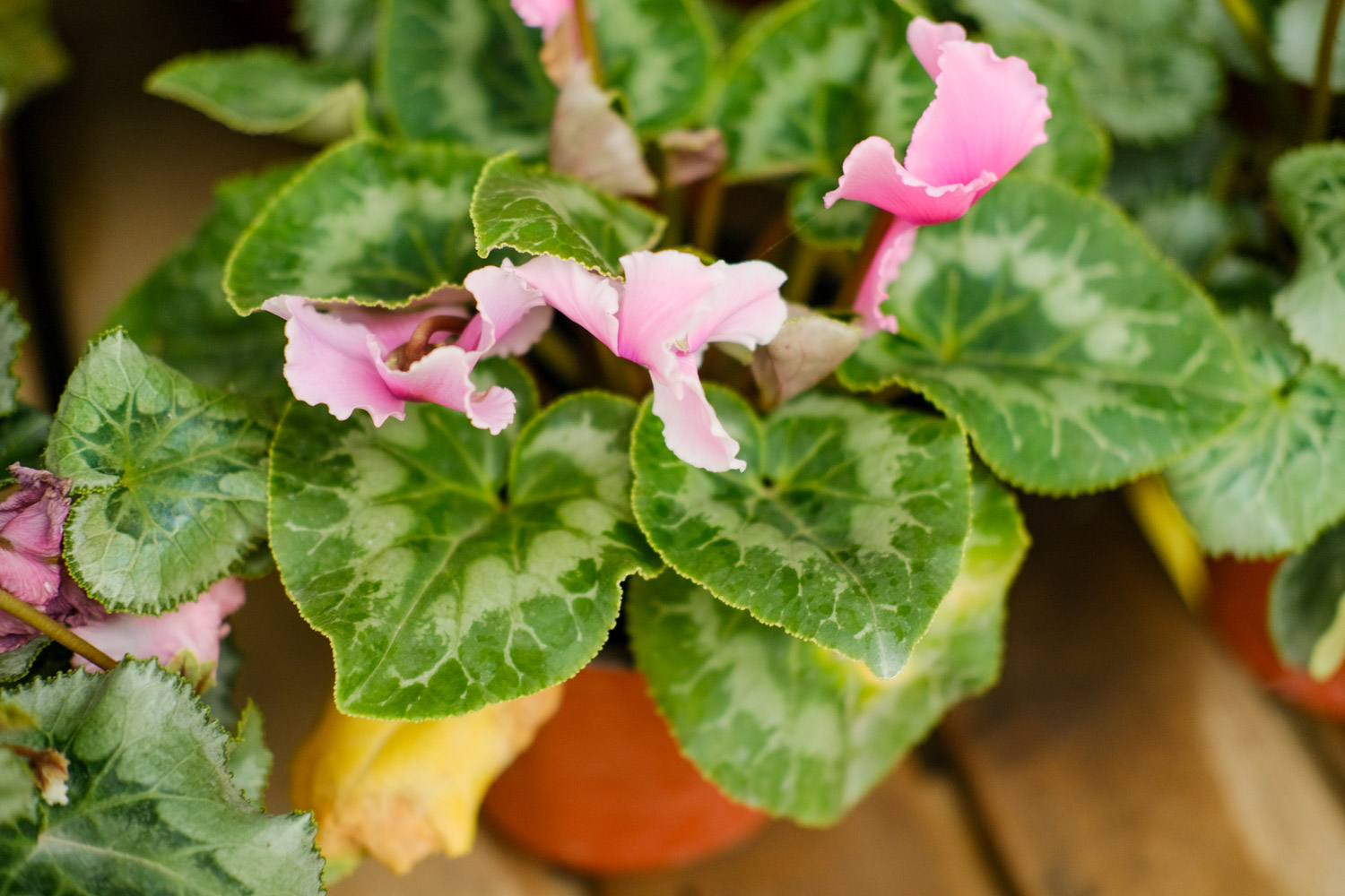 仙客来叶子发黄的原因，叶子发黄急救