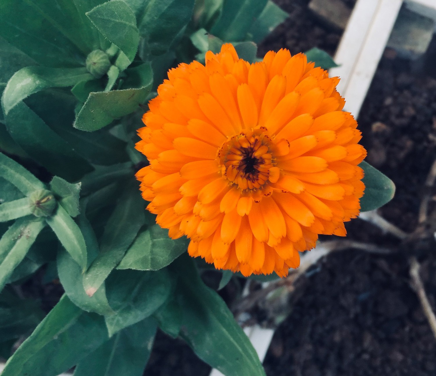 金盏花 金盏菊黄叶的原因和处理办法