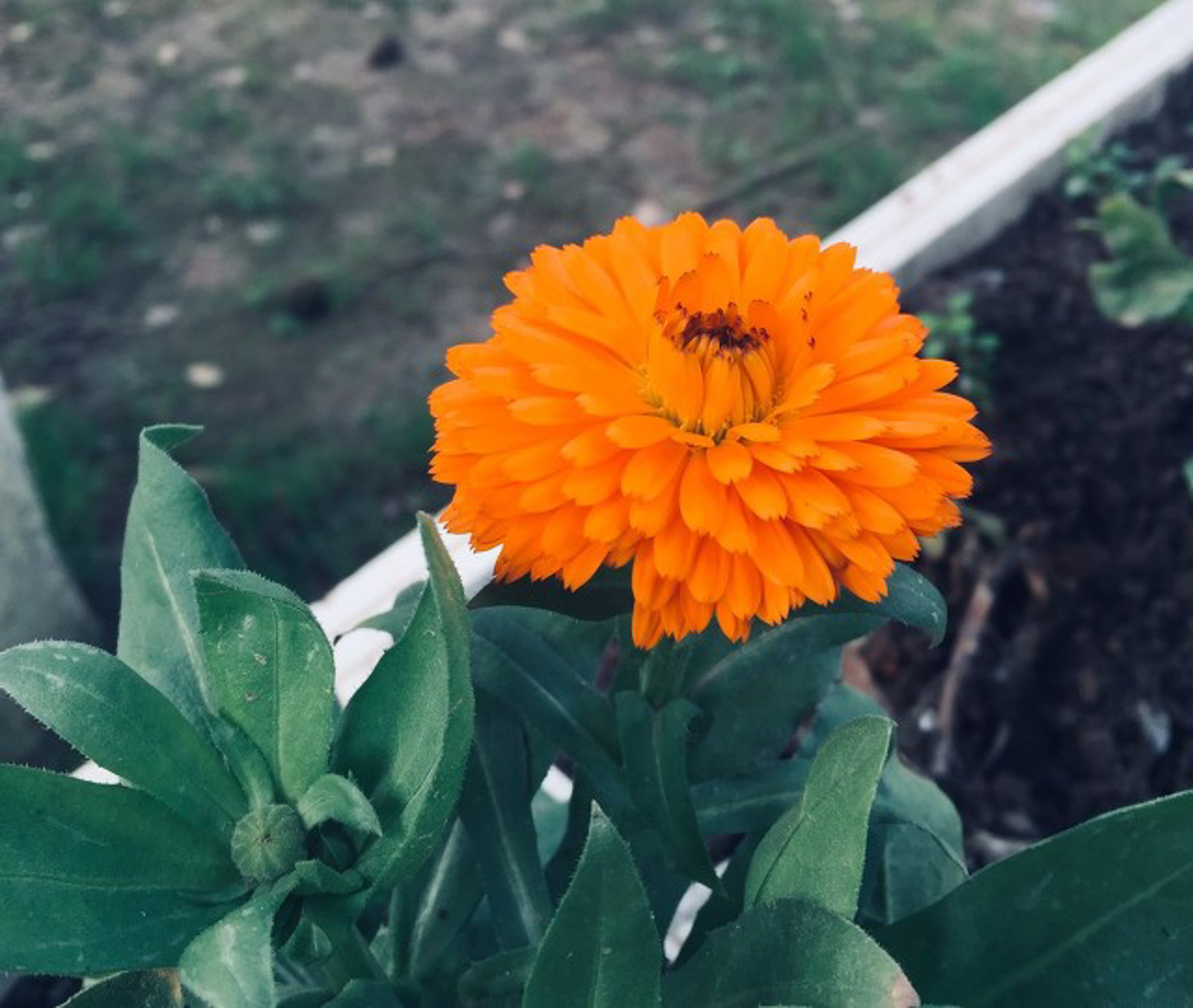 金盏花 金盏菊黄叶的原因和处理办法