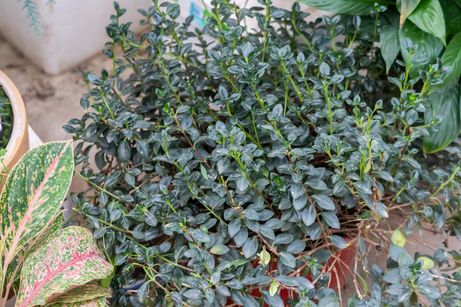 金鱼吊兰 金鱼吊兰黄叶的原因和处理办法