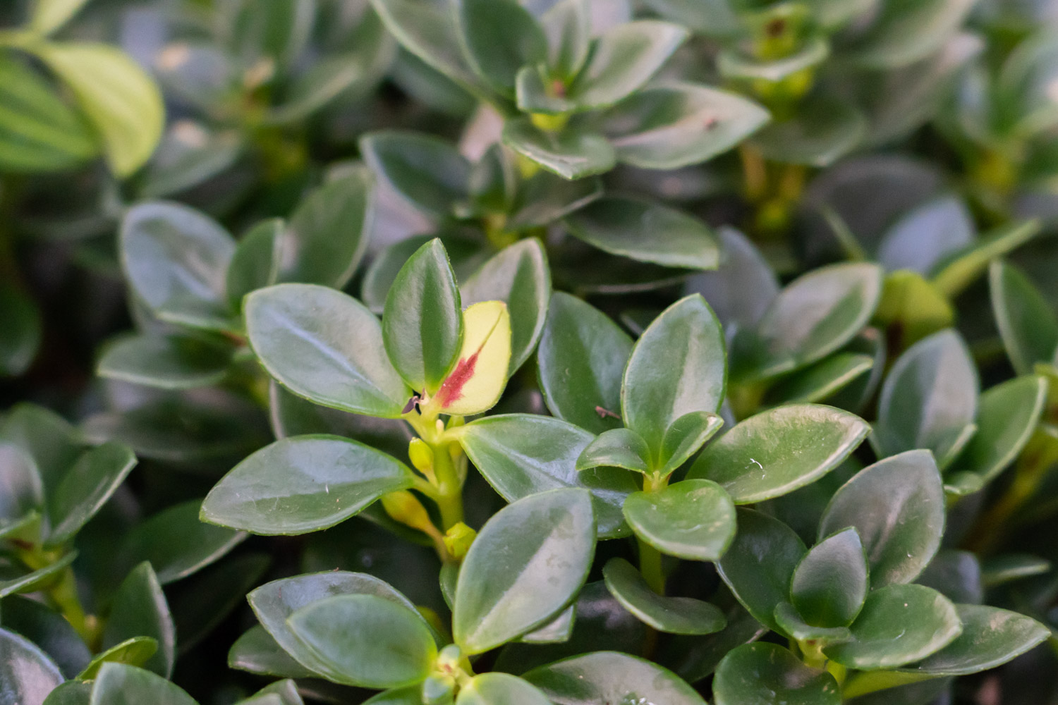 金鱼吊兰 金鱼吊兰黄叶的原因和处理办法