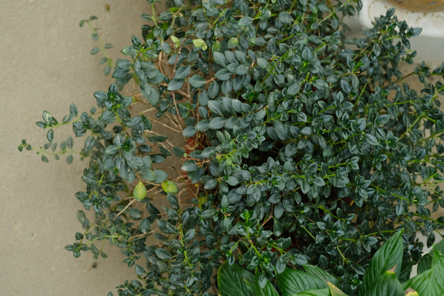 金鱼吊兰 金鱼吊兰黄叶的原因和处理办法