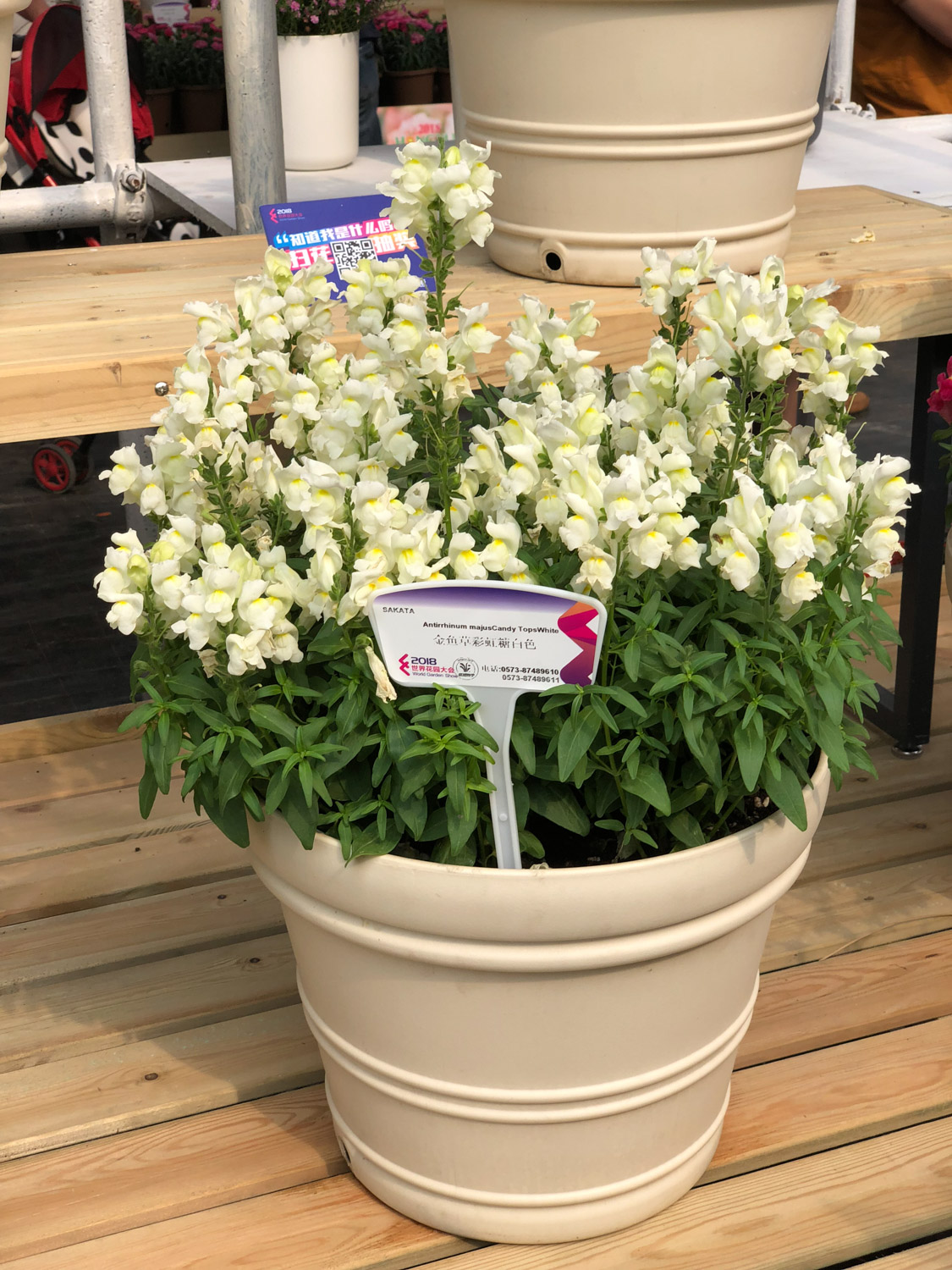 金鱼草黄叶的原因和处理办法