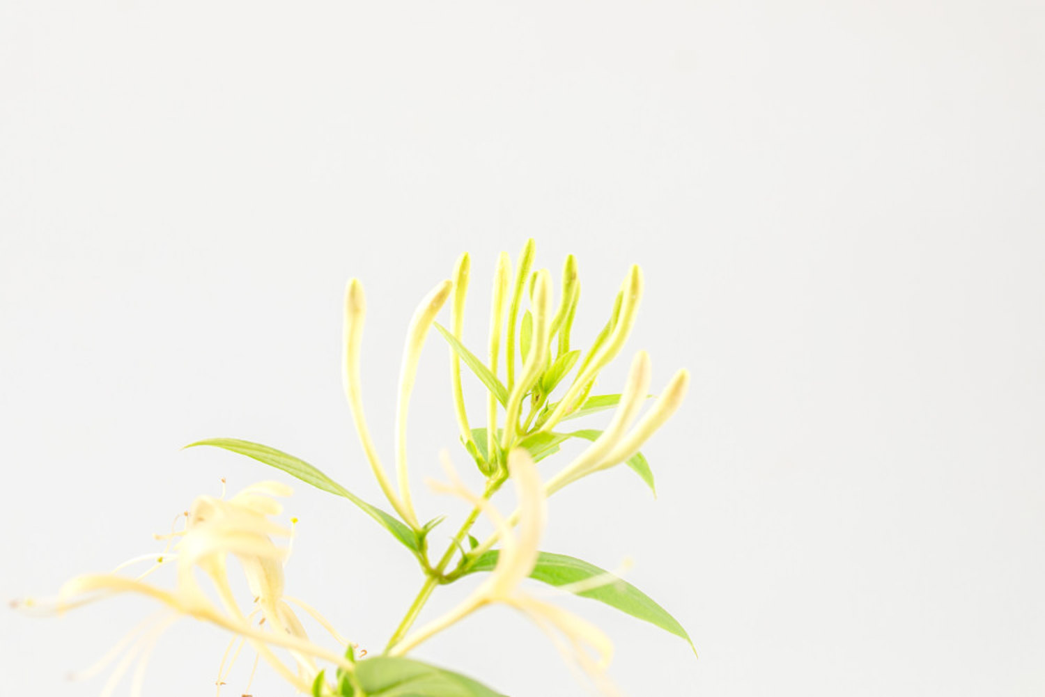 金银花黄叶的原因和处理办法