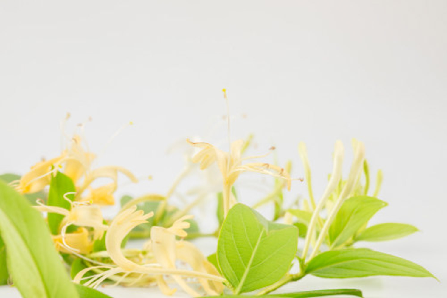 金银花黄叶的原因和处理办法