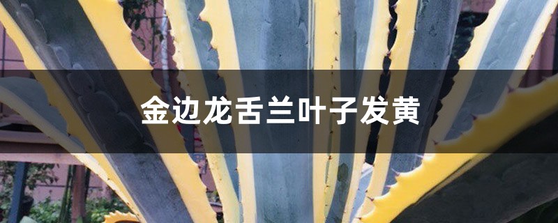 金边龙舌兰黄叶的原因和处理办法