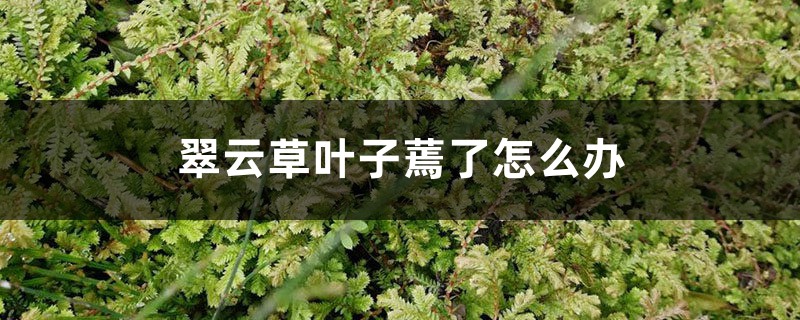 翠云草叶子蔫了如何办，黄叶如何办