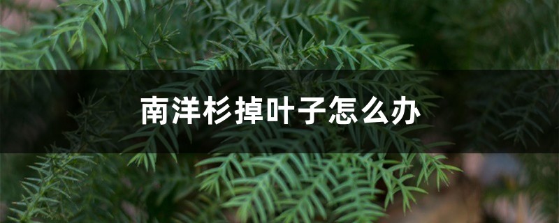 南洋杉掉叶子如何办，黄叶如何办