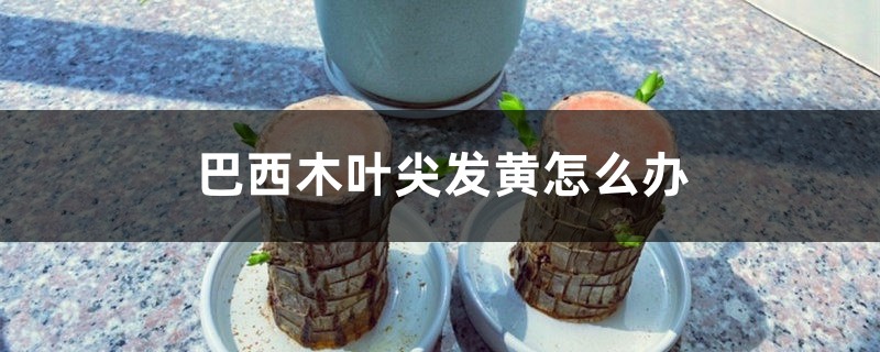 巴西木叶尖发黄如何办，如何补救