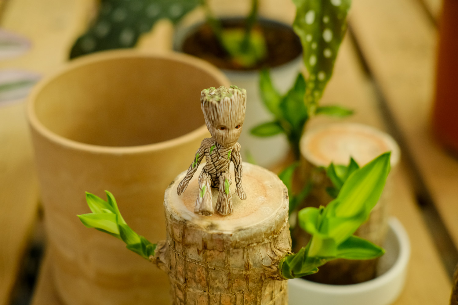 巴西木叶尖发黄如何办，如何补救