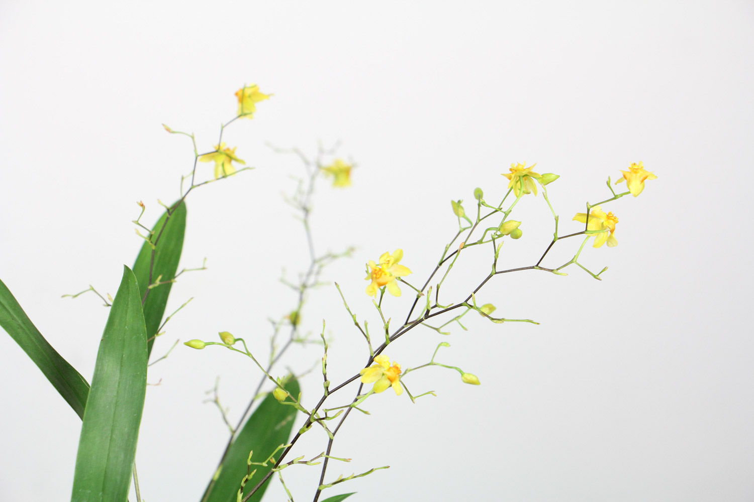 文心兰叶子发黄如何回事，如何办