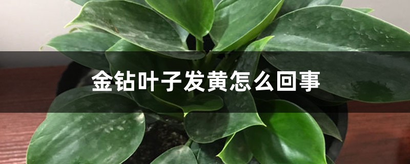 金钻叶子发黄如何回事，如何办