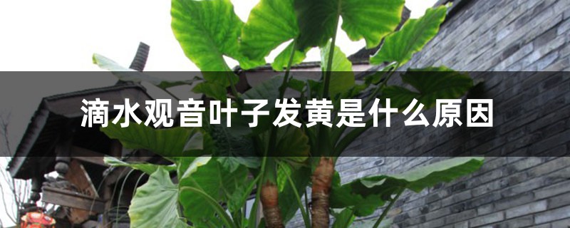 滴水观音叶子发黄是什么原因，老是黄叶如何办