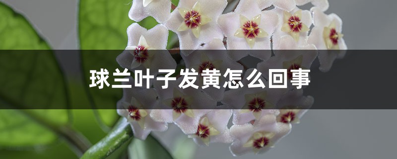 球兰叶子发黄如何回事，为何会黄叶