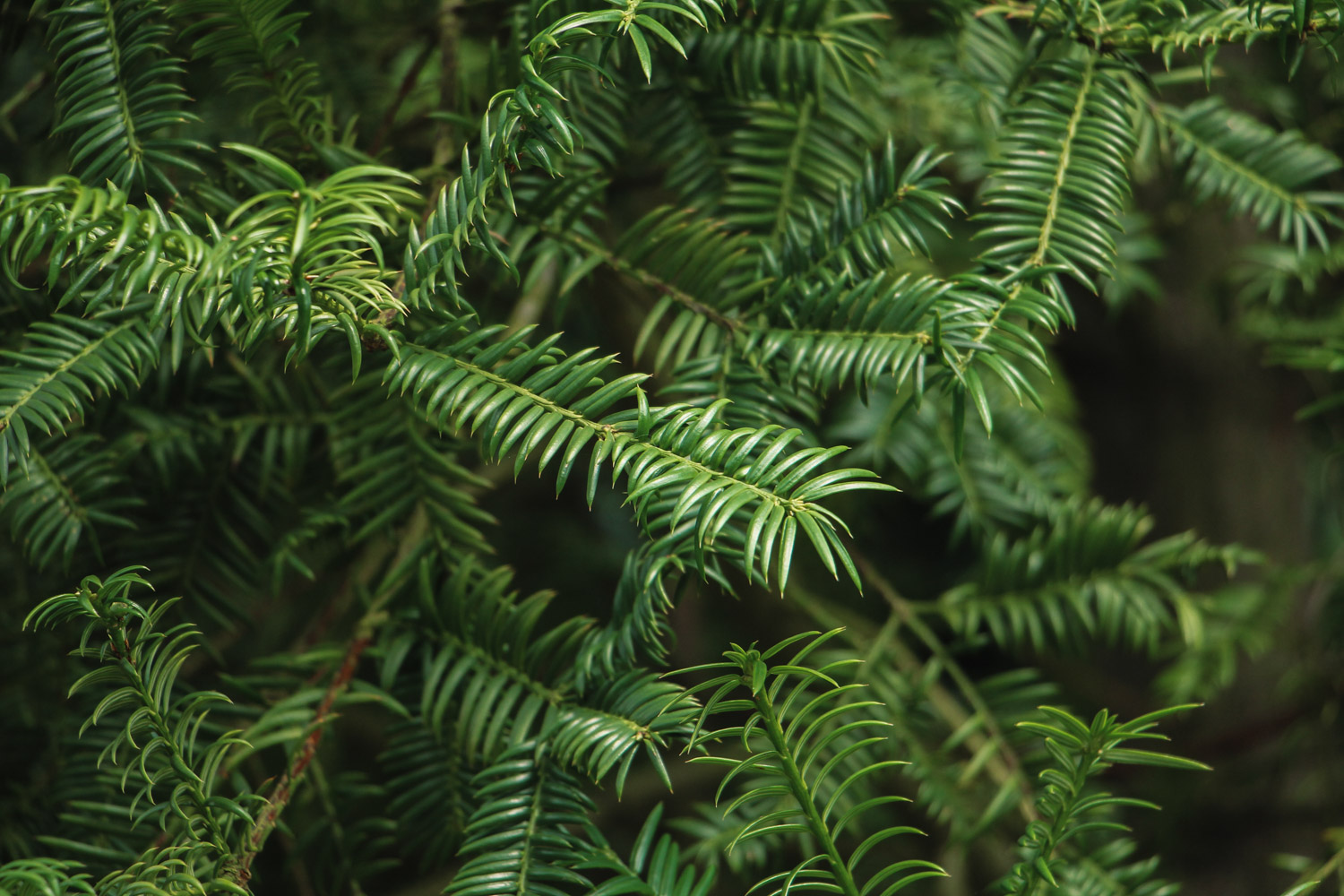 红豆杉叶子发黄如何回事，如何办