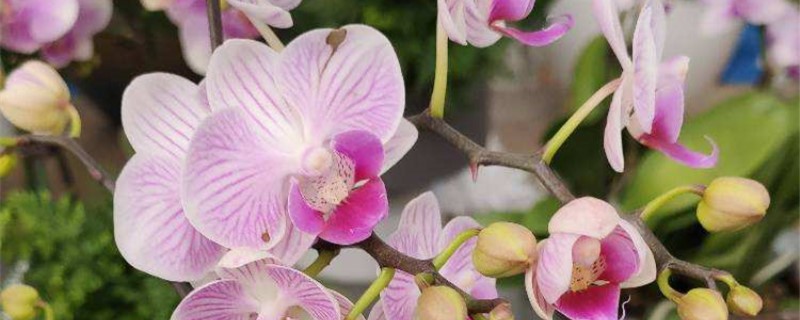 蝴蝶兰叶子黄了是如何回事，黄叶如何办