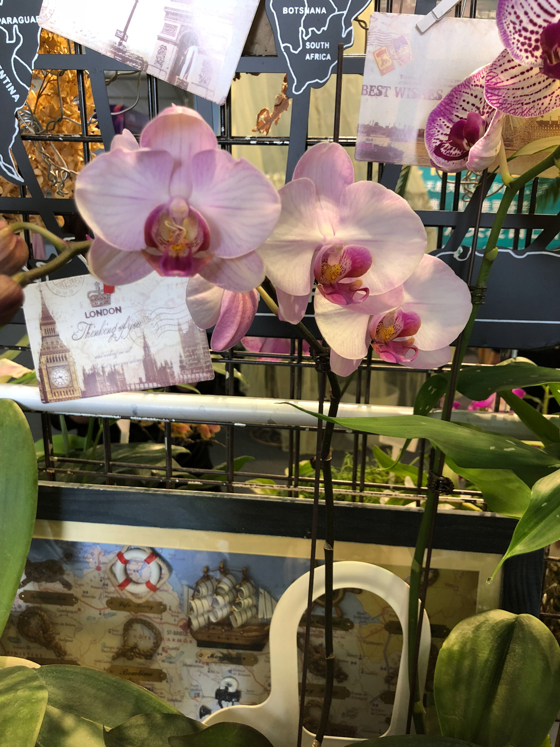 蝴蝶兰叶子黄了是如何回事，黄叶如何办