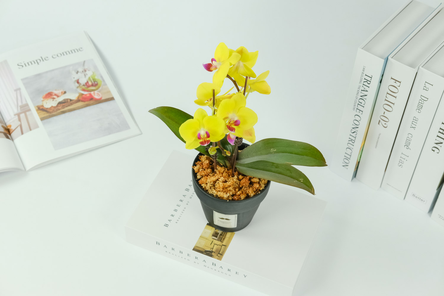 蝴蝶兰叶子黄了是如何回事，黄叶如何办