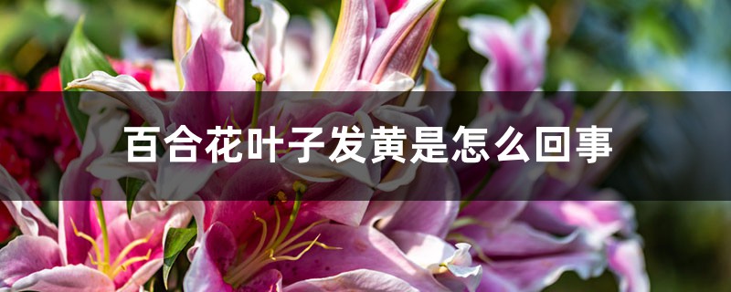 百合花叶子发黄是如何回事，如何救