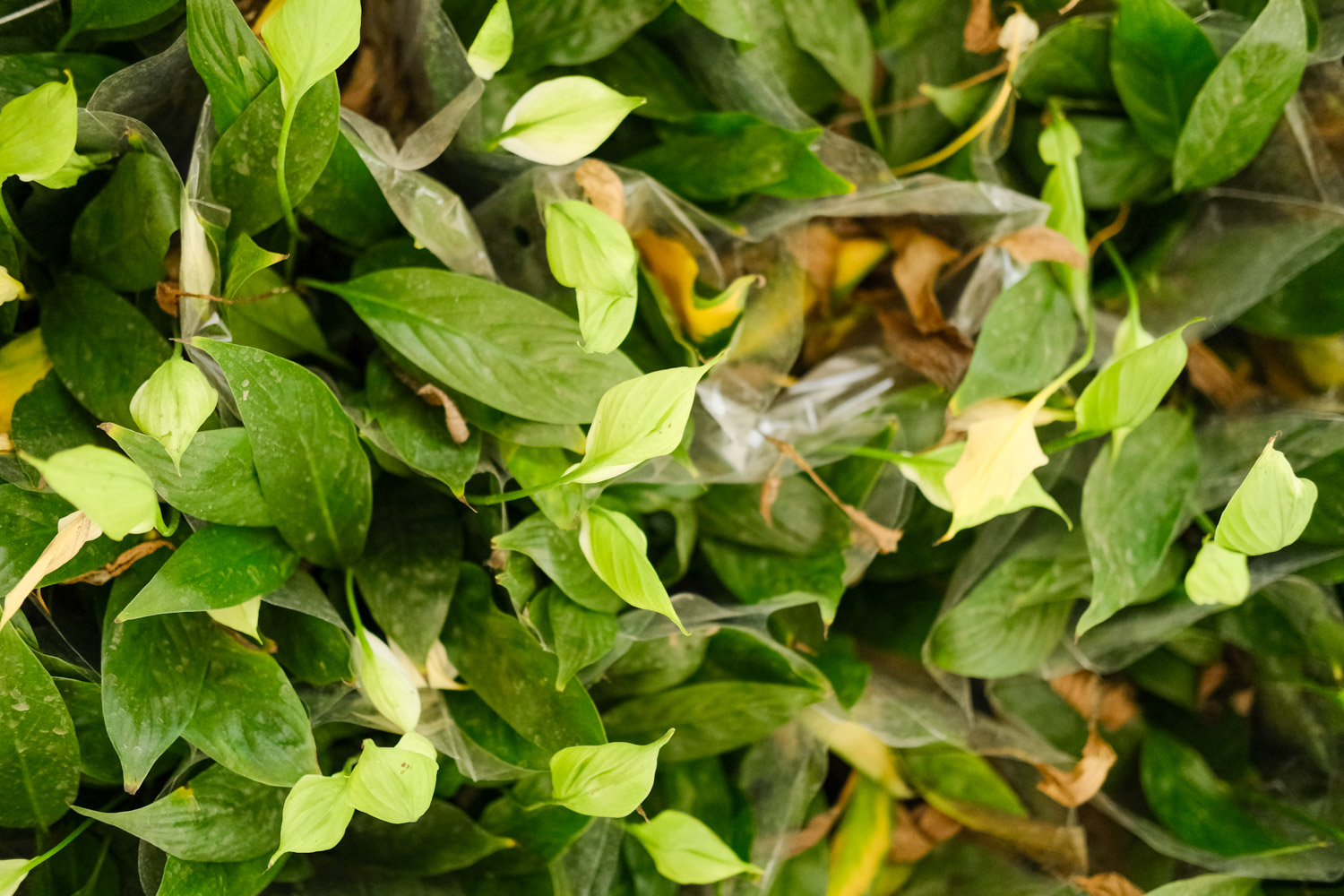 白掌叶子发黄如何补救