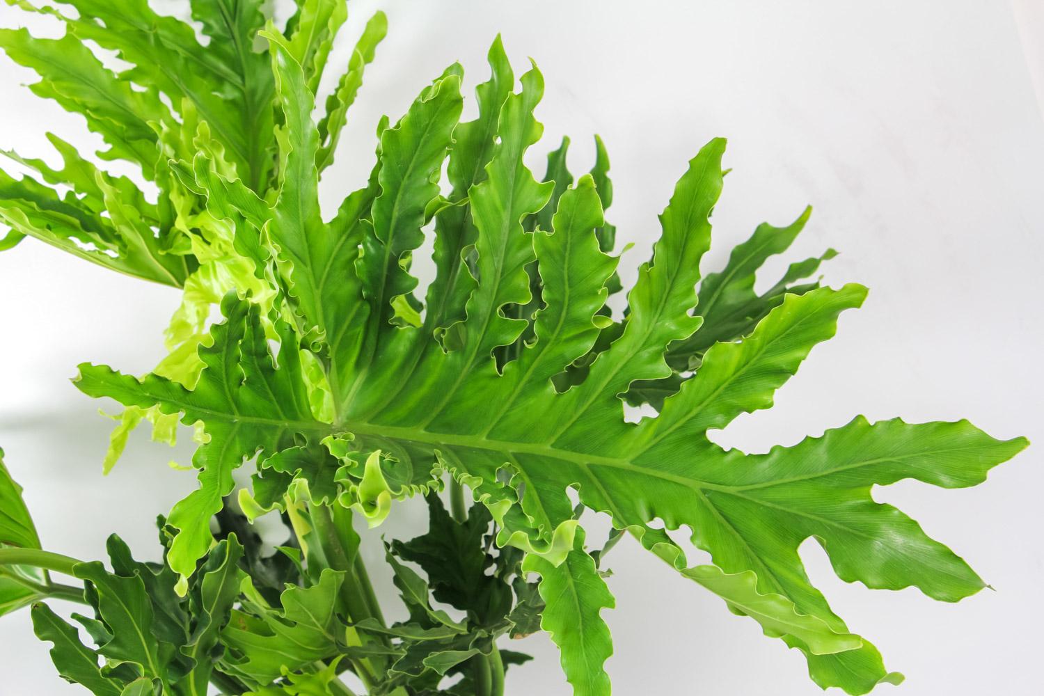 春羽叶子发黄的原因，黄叶如何办