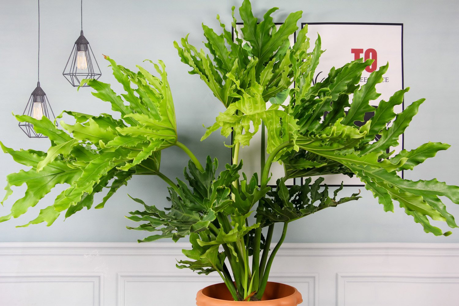 春羽叶子发黄的原因，黄叶如何办