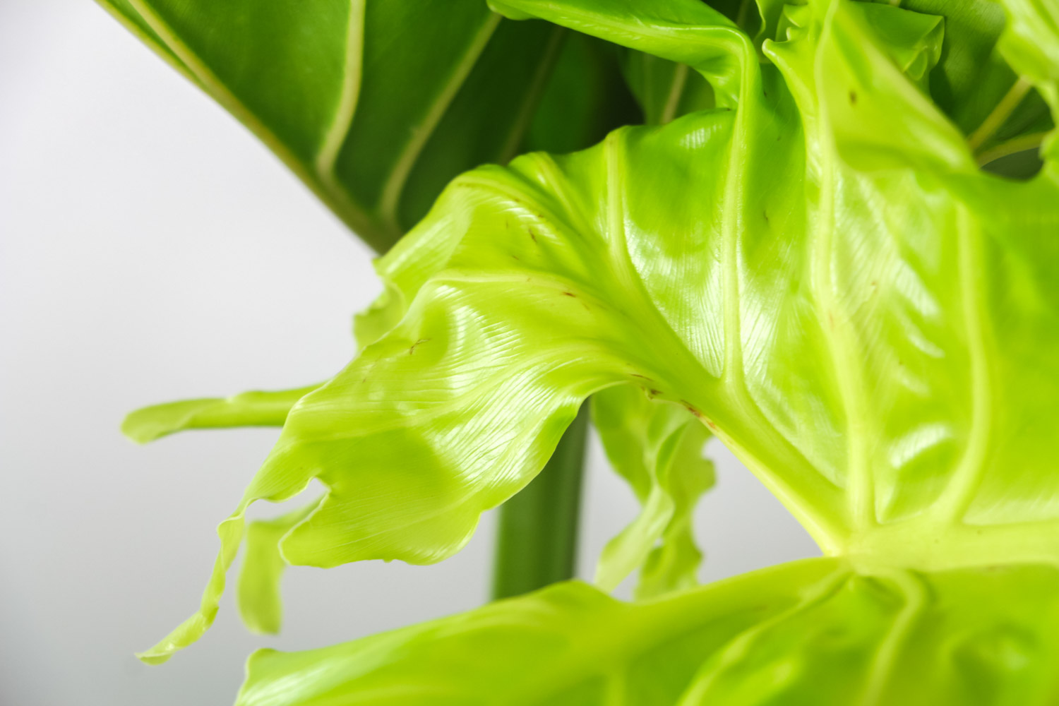 春羽叶子发黄的原因，黄叶如何办