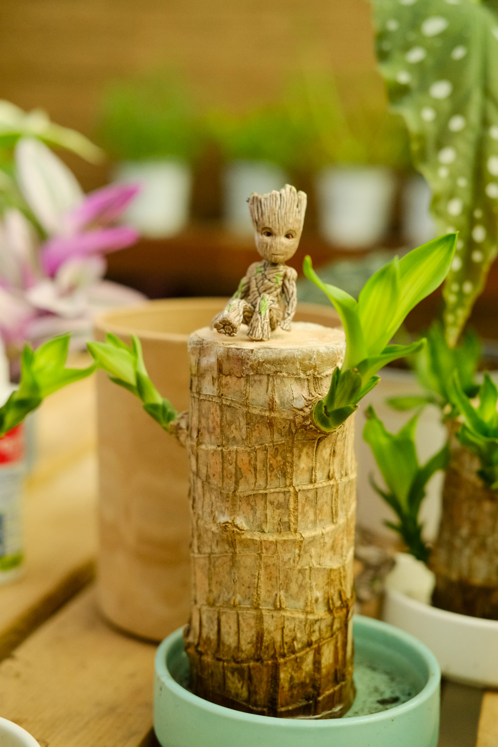 巴西木叶子发黄枯萎如何办