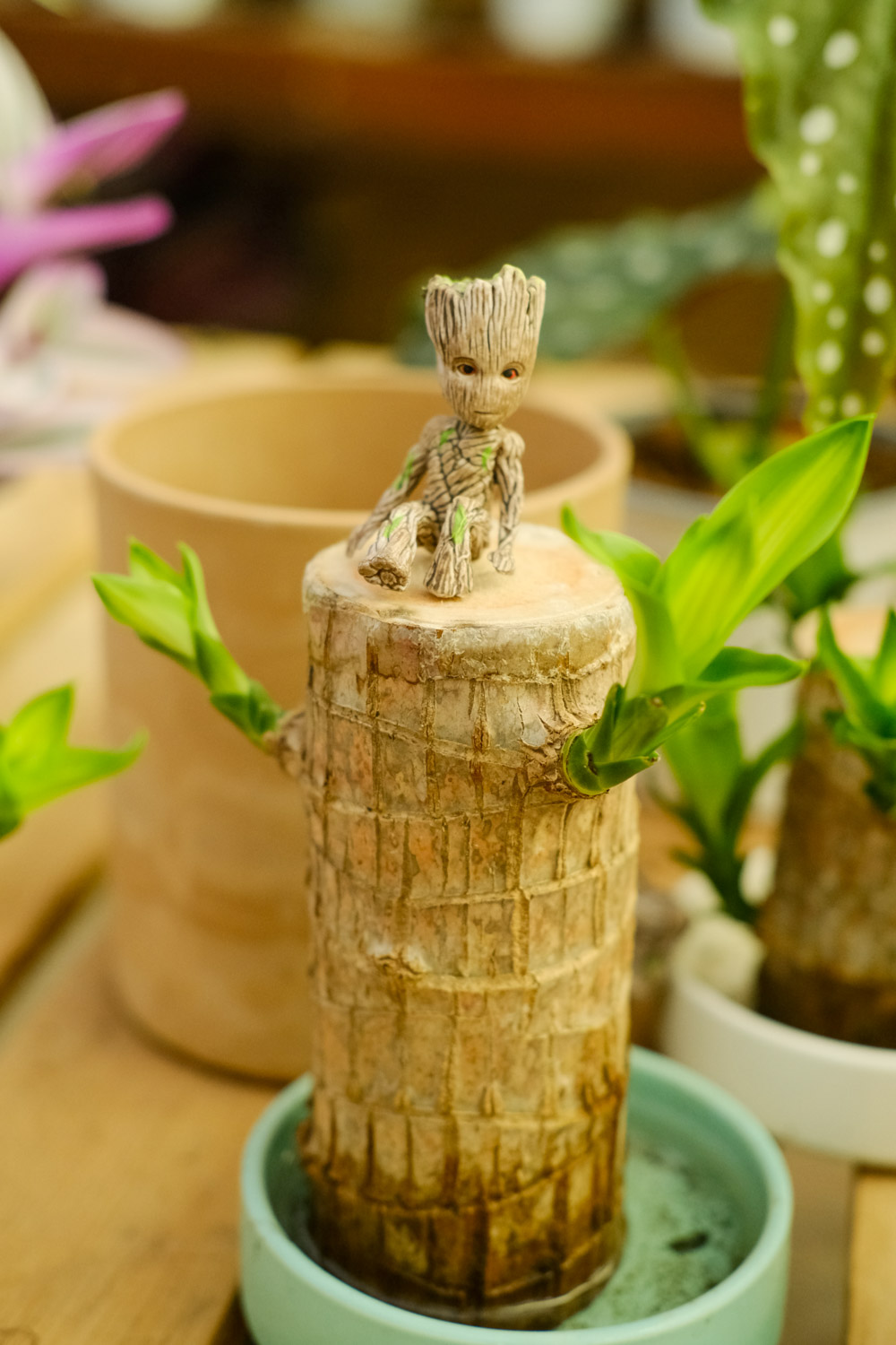 巴西木叶子发黄枯萎如何办