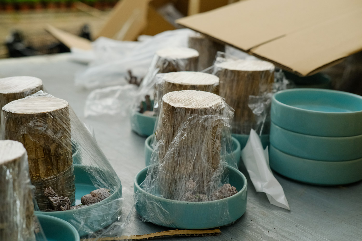 巴西木叶子发黄枯萎如何办