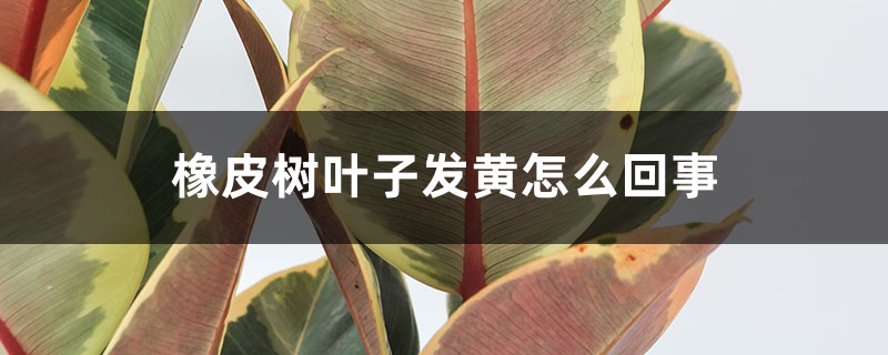 橡皮树叶子发黄如何回事，如何补救
