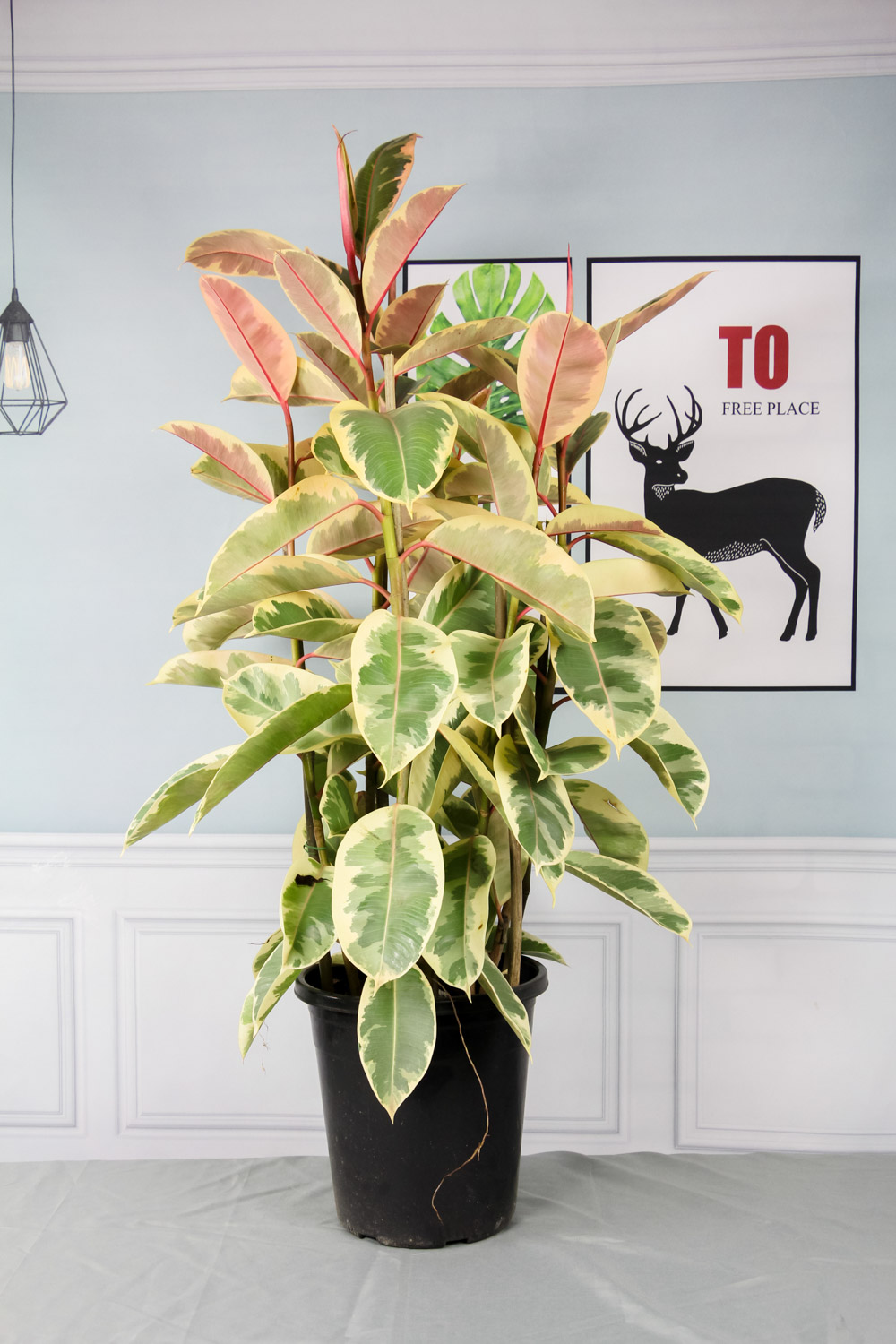 橡皮树叶子发黄如何回事，如何补救