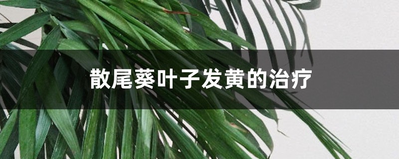散尾葵叶子发黄的治疗，黄叶如何回事
