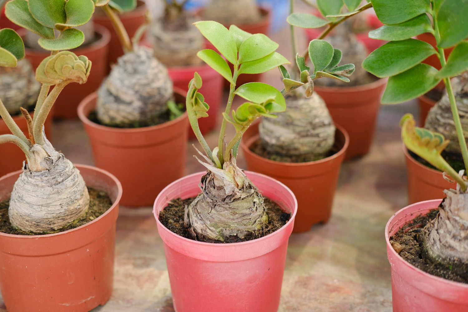 金钱树 金钱树叶子发黄如何处理,叶子发黄咋补救