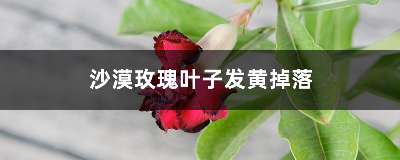 沙漠玫瑰叶子发黄掉落如何办