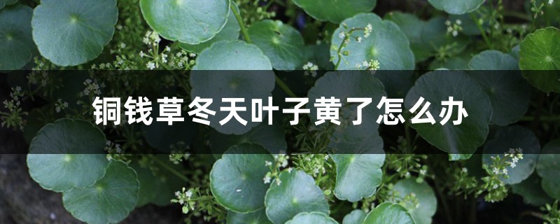 铜钱草冬季叶子黄了如何办